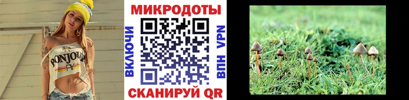блэк спрут   Сорочинск  Псилоцибиновые грибы Cubensis 